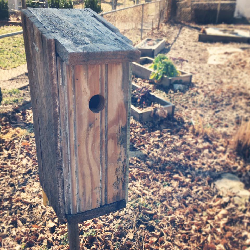 Garden Reuse: Upcycled Bird Houses - perennial