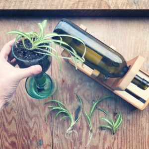 wine bottle reuse